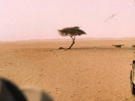 Antologia das maiores burradas humanas da História
