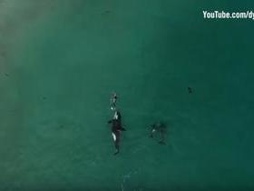 Drone flagra mulher sendo cercada por orcas enquanto nadava; vídeo