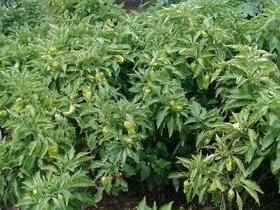 Piauí vira o jogo e já exporta hortifruti para outros Estados
