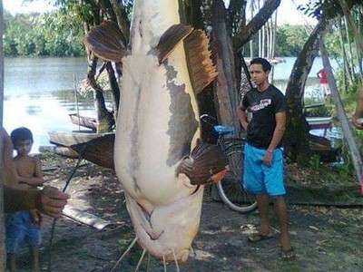 Pescador pega peixe de 1,50 m e leva grande susto na Amazônia