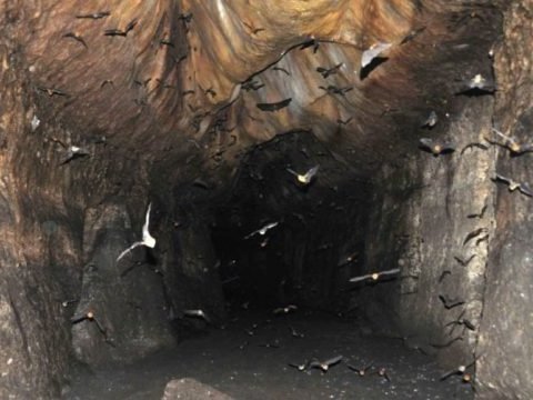 Crocodilos que vivem nessa caverna estão evoluindo incrivelmente