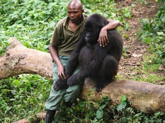 Foto de homem abraçando gorila esconde história de partir o coração