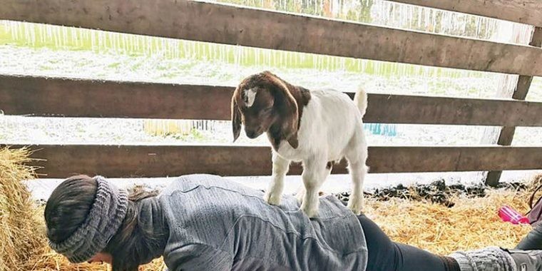 Elite gasta bilhões com yoga com cabras, carvão e purificadores