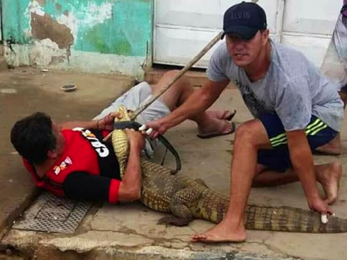 Vídeo mostra momento em que homem é mordido por jacaré na Bahia