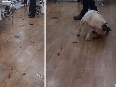 Agressor de cachorro em supermercado não será preso