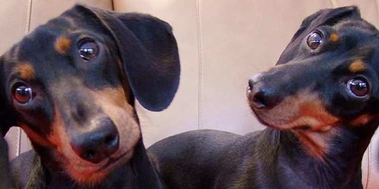 Por que o cachorro vira a cabeça quando falamos com ele?