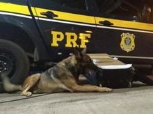 Cão da PRF encontra 26 tabletes de maconha dentro de ônibus