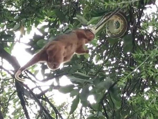 Pendurada em árvore, cobra engole gambá por inteiro de uma só vez