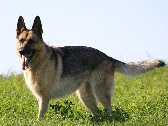 Cão policial: Conheça as melhores raças para esta função