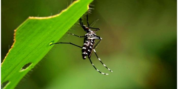 Aedes aegypti (Crédito: Reprodução )