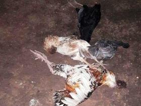 Enxame de abelha mata animais domésticos na Zona Urbana de Redenção