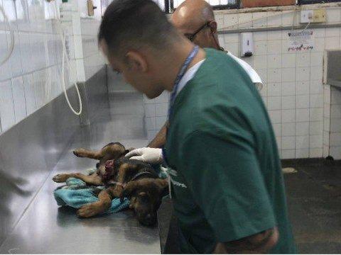Suspeito morre e filhote de cachorro é atingido por tiro de fuzil