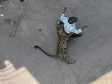Leopardo ataca tês pessoas após ficar perdido em cidade na Índia