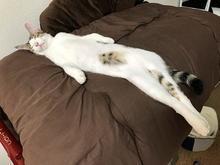 15 provas de que os gatos são os animais mais flexíveis que existem