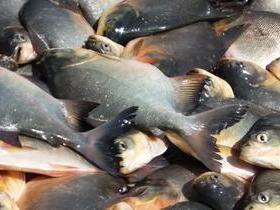 População recebe peixe para o consumo durante a semana santa