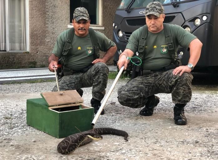 Cobra foi capturada por guardas em São Vicente, SP (Crédito: Divulgação/Guarda Municipal de São Vicente)