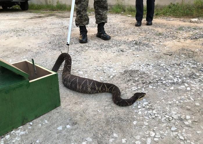 Cobra está na sede da Guarda Municipal de São Vicente, SP (Crédito: Divulgação/Guarda Municipal de São Vicente)