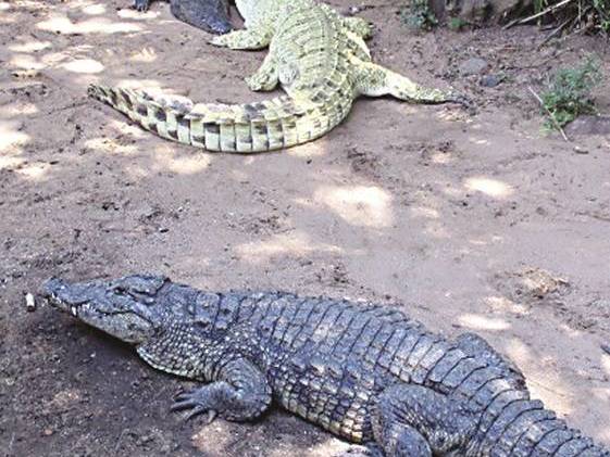 Convidado de festa pula em piscina de crocodilos e perde braço