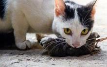 Você sabe por que os gatos trazem animais mortos para casa?