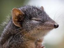 Animais morrem de tanto fazer sexo: acasalamento de até 14 horas