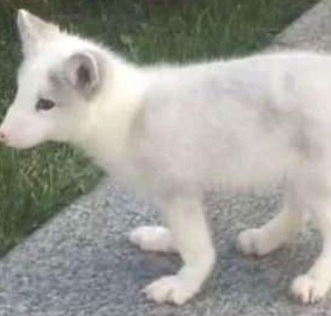 Cachorro na verdade era uma raposa (Crédito: Shanxi TV )