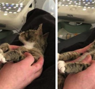 Reação de gata após descobrir gravidez viraliza na internet