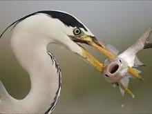 Saiba o por que as aves não têm dentes no bico