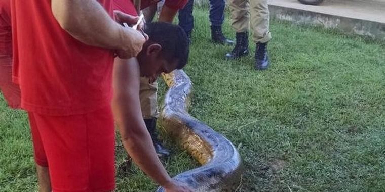 Bombeiros resgatam sucuri de quase 7 metros em rodovia no Acre