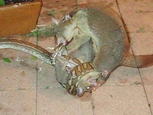Gambá ataca píton após cobra fisgar seu filhote;imagem impressiona!