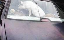 Polícia resgata porco deixado trancado dentro de carro nos EUA