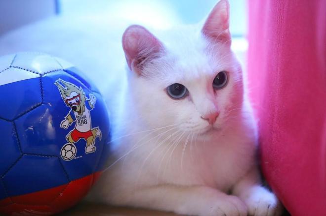 Gato Vidente (Crédito: VCG PHOTO / Reprodução)