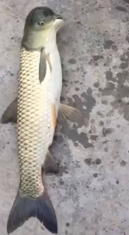 Híbrido de carpa e pombo? (Crédito: Reprodução da internet)