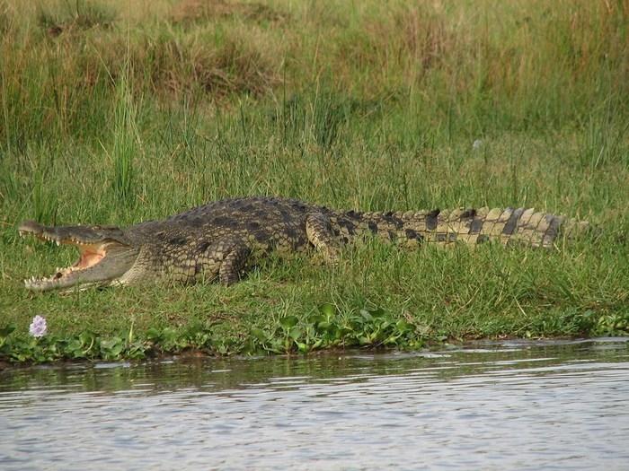 Crocodilo (Crédito: Wikimedia Commons/Sarah McCans)