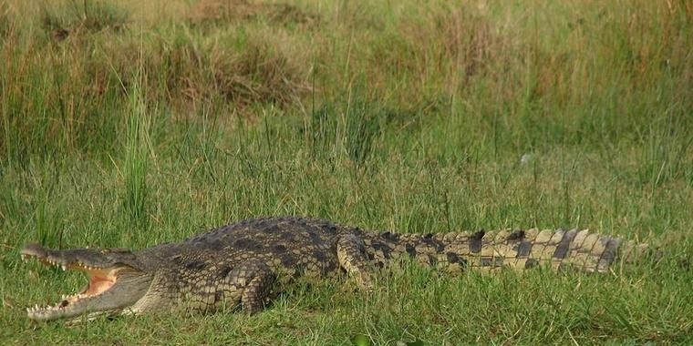 Pastor é devorado por crocodilo ao realizar batismo em lago