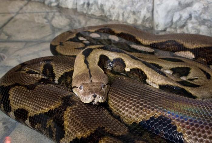 Píton que vive em zoo de Columbus, nos EUA (Crédito: AP/Arquivo)