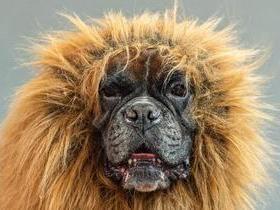 'Cão-leão' chama atenção com juba em show canino
