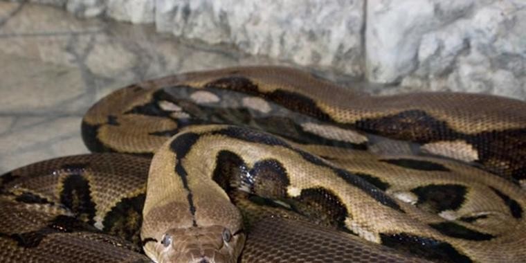 Píton gigante mata e engole mulher na Indonésia