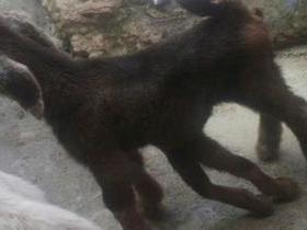 Em Pernambuco, cabra nasce com seis patas e viraliza na internet
