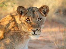 Leoa sai de jaula em zoológico e é sacrificada:"Ignorância humana"