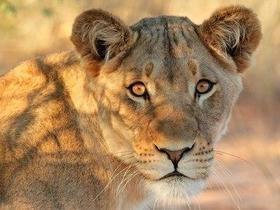 Leoa sai de jaula em zoológico e é sacrificada: