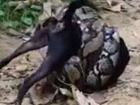 Homens salvam cão e impedem que ele seja engolido por cobra