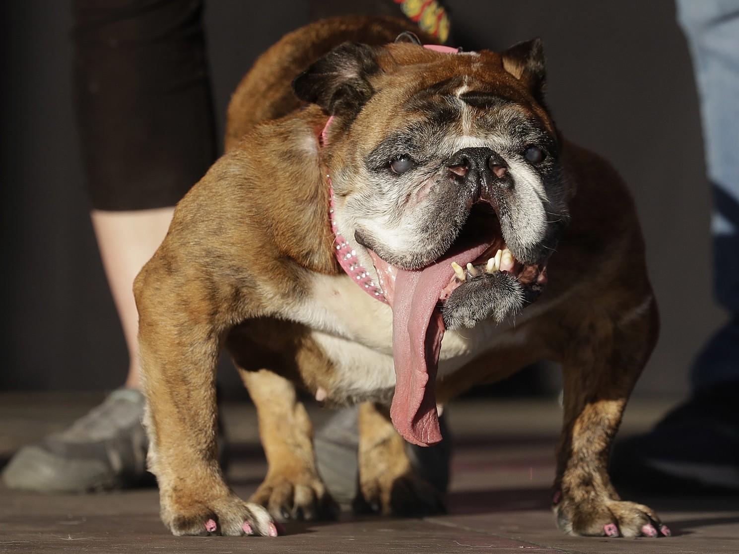 Bulldog com língua pendurada é eleito o cão mais feio do