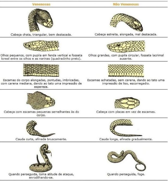 Saiba O Que Fazer E O Que Não Fazer Em Caso De Picada De Cobra 