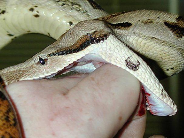 Saiba o que fazer e o que não fazer em caso de picada de cobra