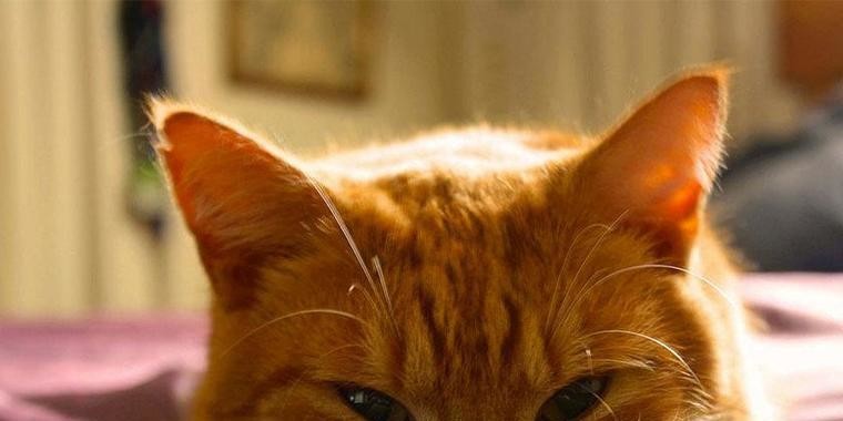Gatos gostam mais de pessoas do que de comida, revela pesquisa