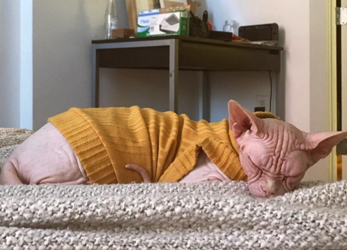 Loki, um gatinho da raça Sphynx (Crédito: Instagram )