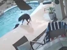 Cachorro resgata 'amigo' que não conseguia sair de piscina; vídeo