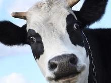 Vaca será sacificada por atravessar a fronteira da União Europeia