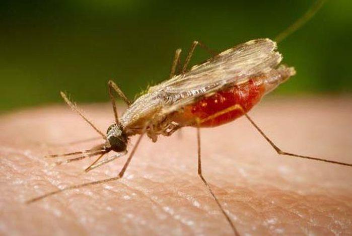 O Anopheles é o transmissor da malária, que tem cura, se for tratada logo e de forma adequada (Crédito: Portal Biologia/Divulgação)