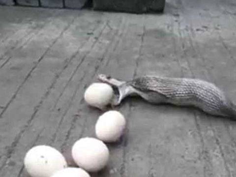 Cena mostra cobra gigante vomitando nove ovos na índia; vídeo